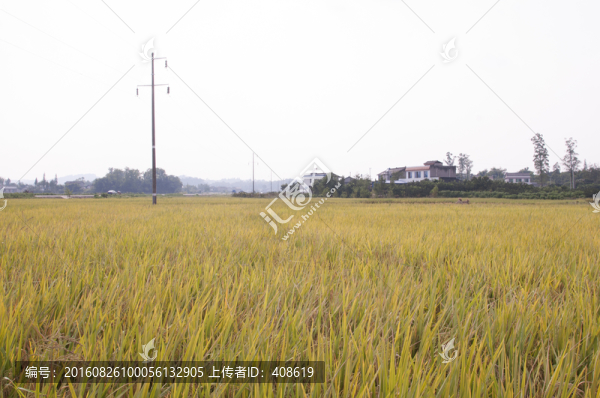 稻田