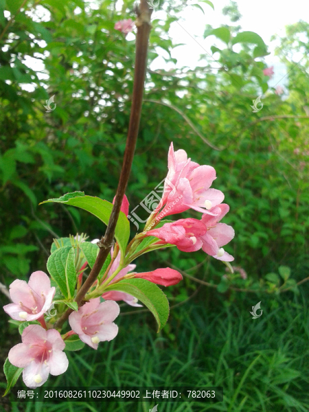花卉植物