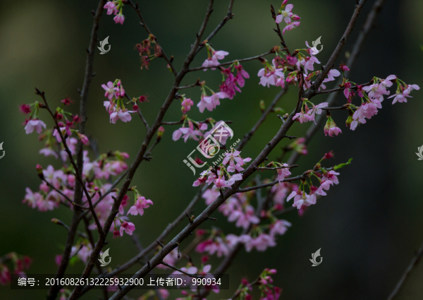 櫻桃花