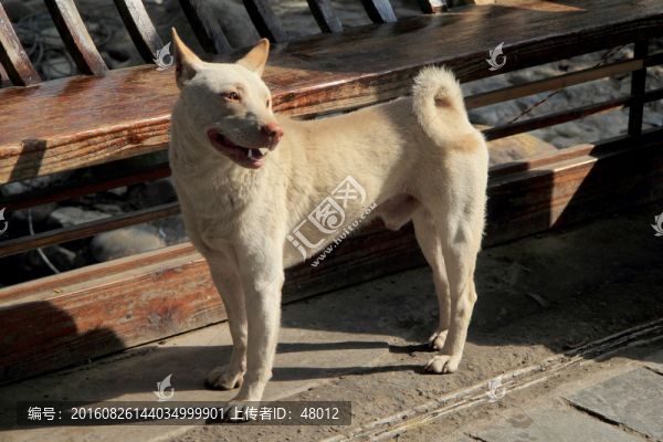 長椅與狗