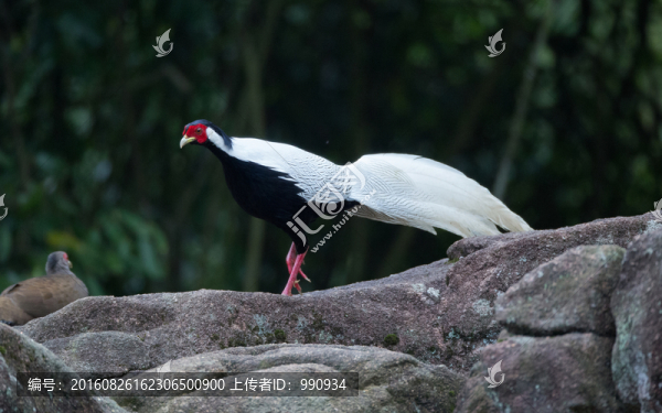 白鷴