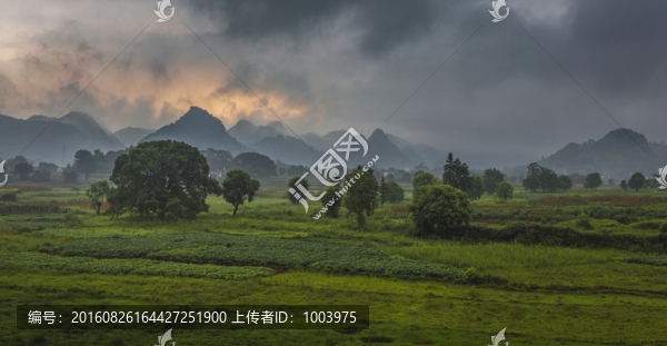 綠色農(nóng)田,晨霧