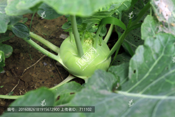苤藍