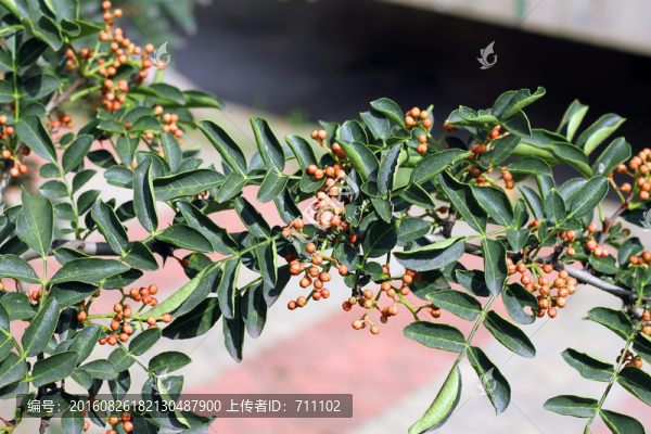 花椒