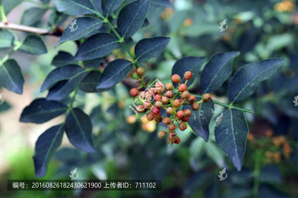 花椒