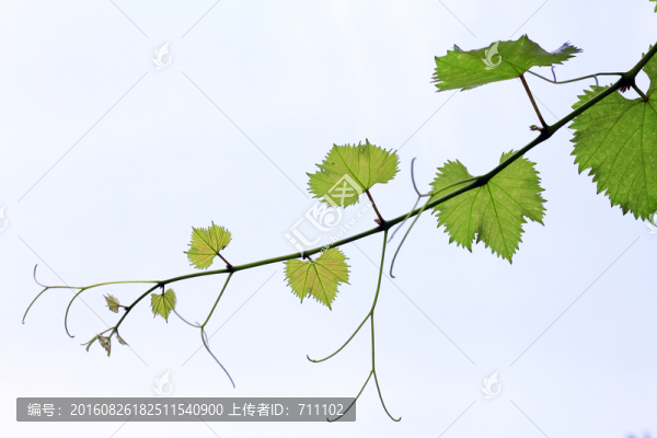 綠葉
