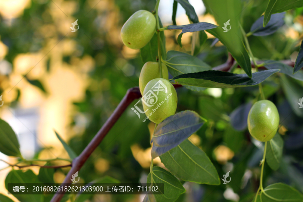 青棗