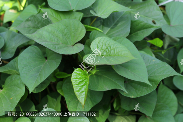 綠色植物