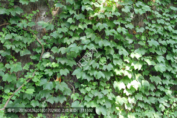 背景墻,綠色,大圖