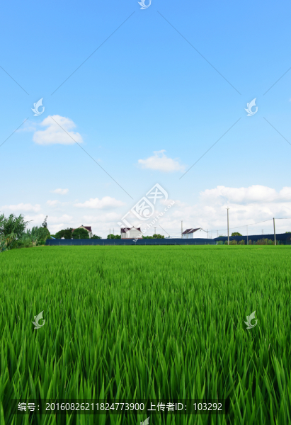 藍天下的綠色田野