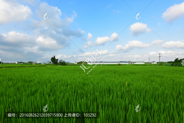 藍(lán)天白云下的綠色稻田