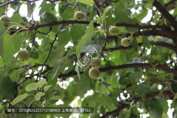 梨樹,梨子