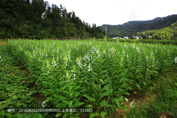 芝麻地