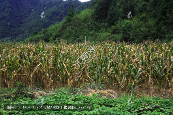 玉米地