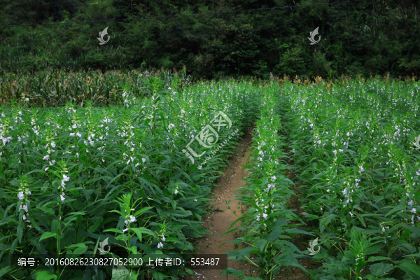 芝麻地