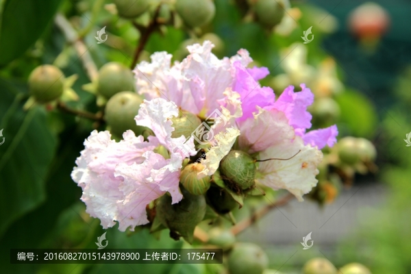 紫荊花