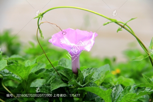 牽牛花