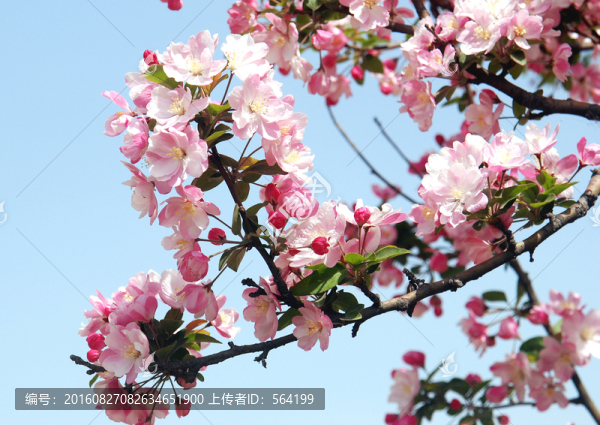 海棠花