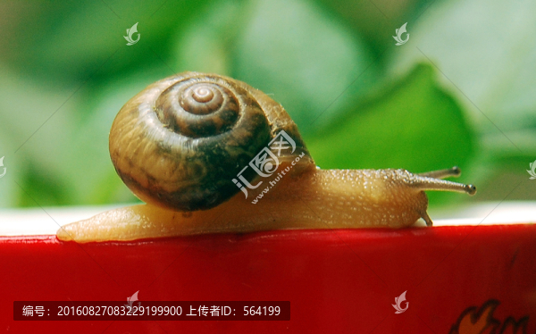 蝸牛