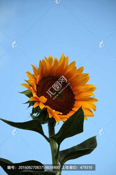向日葵,葵花,向陽花