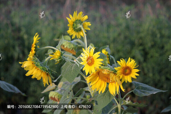 向日葵,葵花,向陽花