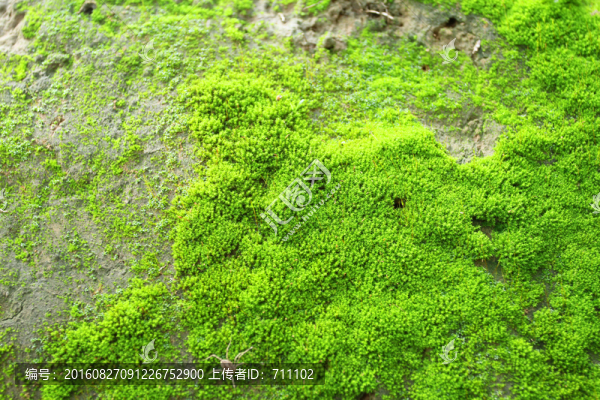 苔蘚