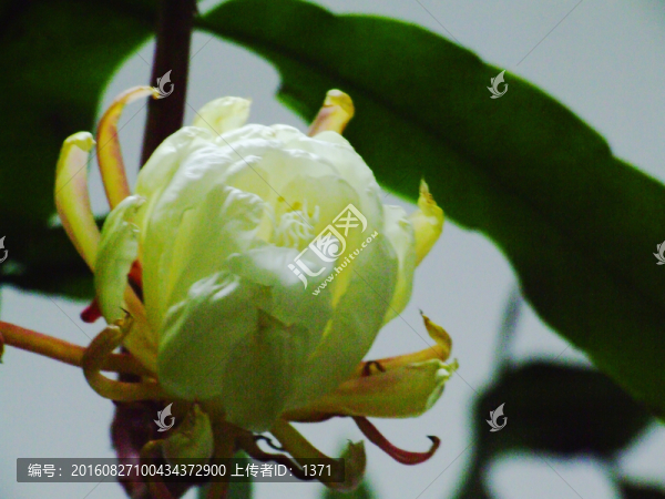 曇花,瓊花,花卉