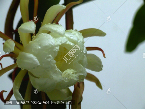 曇花,瓊花,花卉