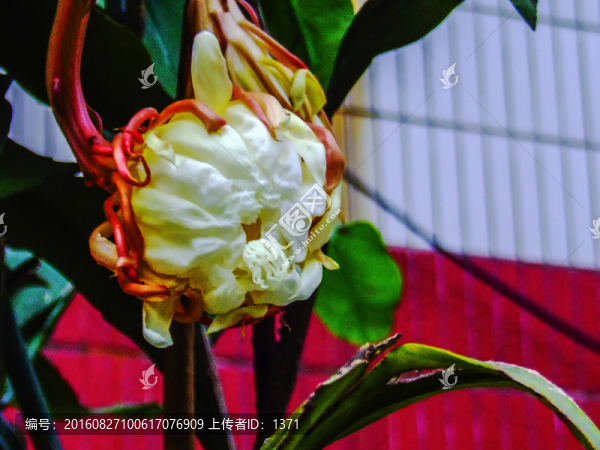 曇花,瓊花,花卉
