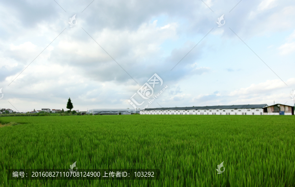 鄉(xiāng)間田野,綠色稻田