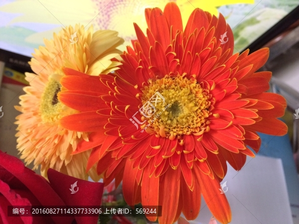 非洲菊
