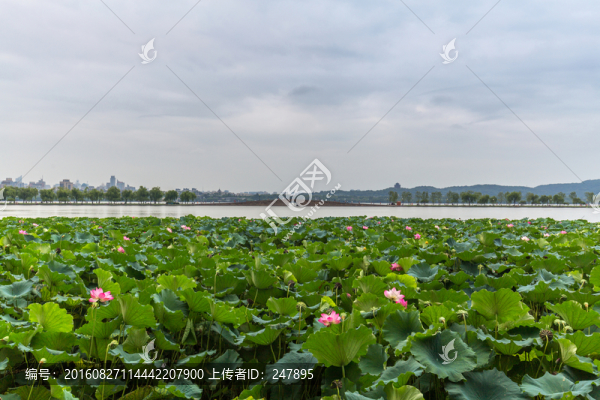 杭州西湖風(fēng)光