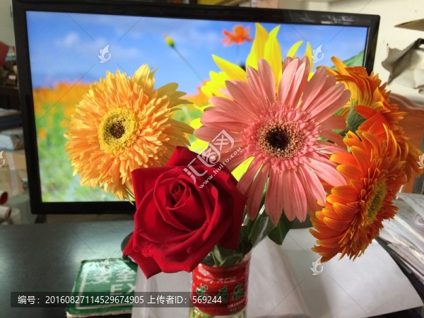 非洲菊