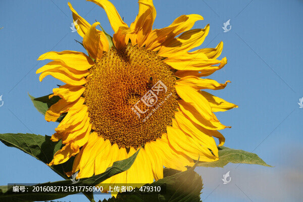 向日葵,葵花,向陽花