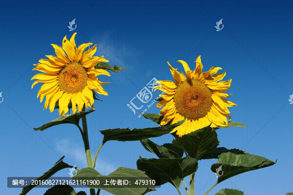 向日葵,葵花,向陽花