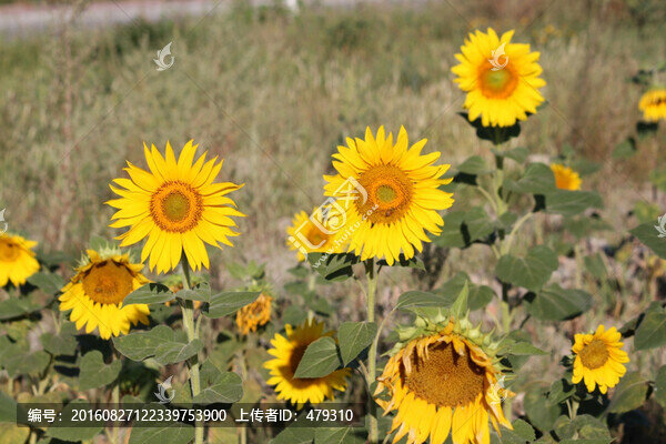 向日葵,葵花,向陽花,花朵