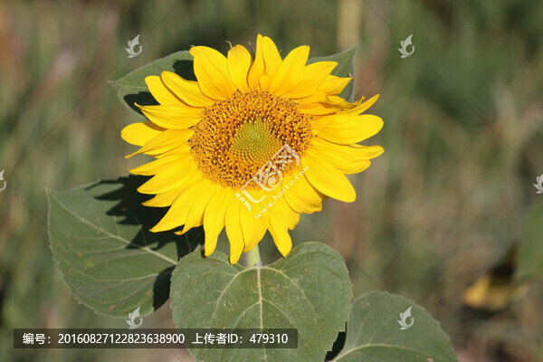 向日葵,葵花