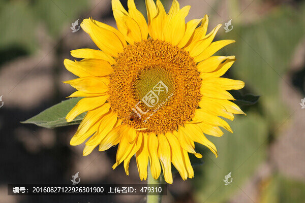 向日葵,葵花,向陽(yáng)花,花朵,花