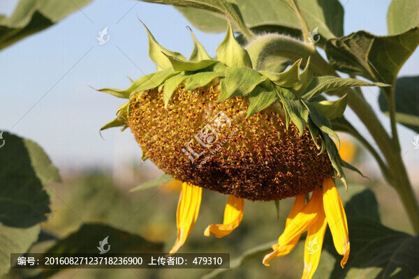 向日葵,葵花,向陽花