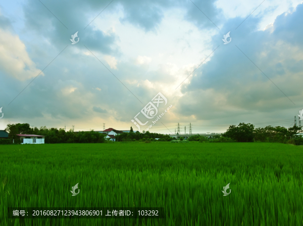 午后的田野