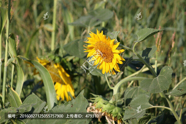 向日葵,葵花,向陽花