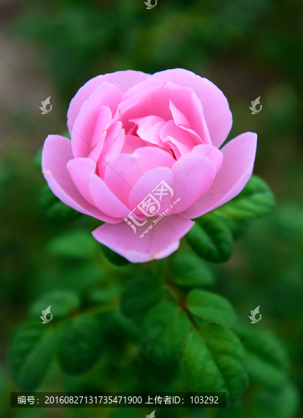 粉色的月季花