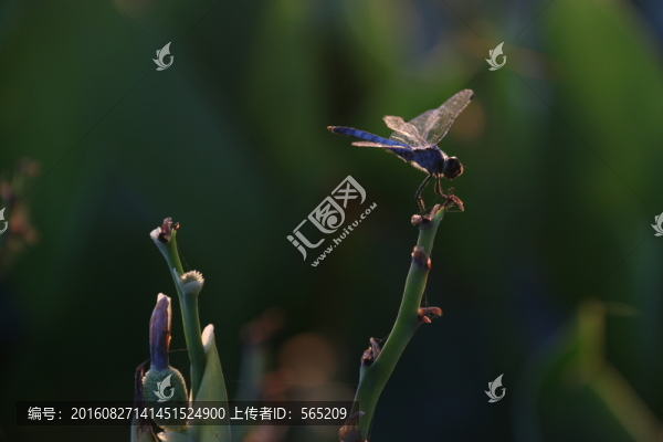 蜻蜓