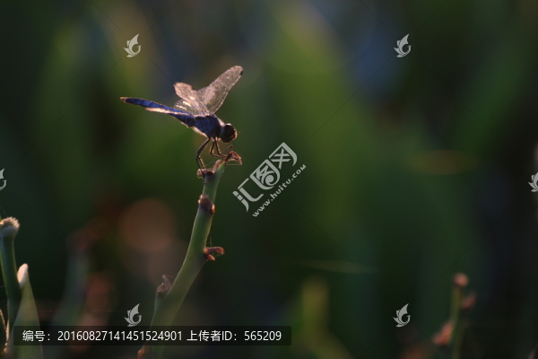 蜻蜓