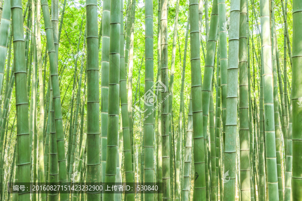 竹林,竹子