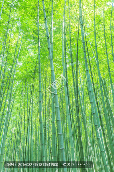 竹林,竹子