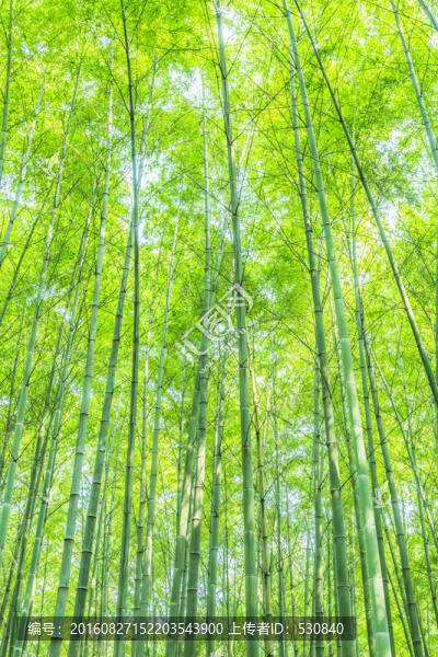 竹林,竹子