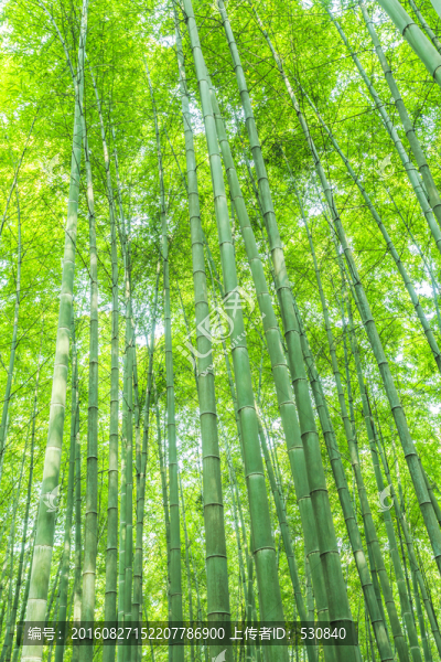 竹林,竹子