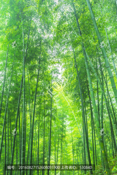 竹林,竹子