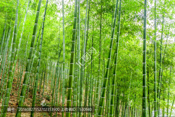 竹林,竹子